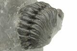 Two Detailed Phacopid (Adrisiops) Trilobites - Jbel Oudriss, Morocco #222417-8